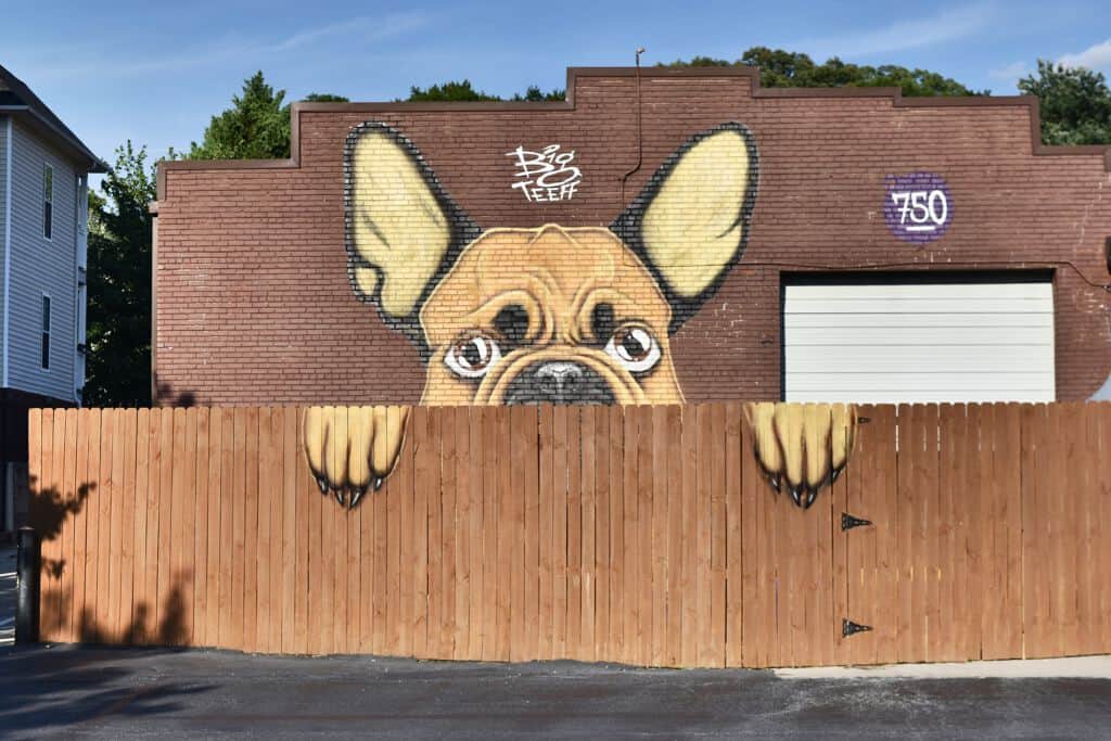 "Peeking French Bulldog" by Big Teeff in Atlanta
