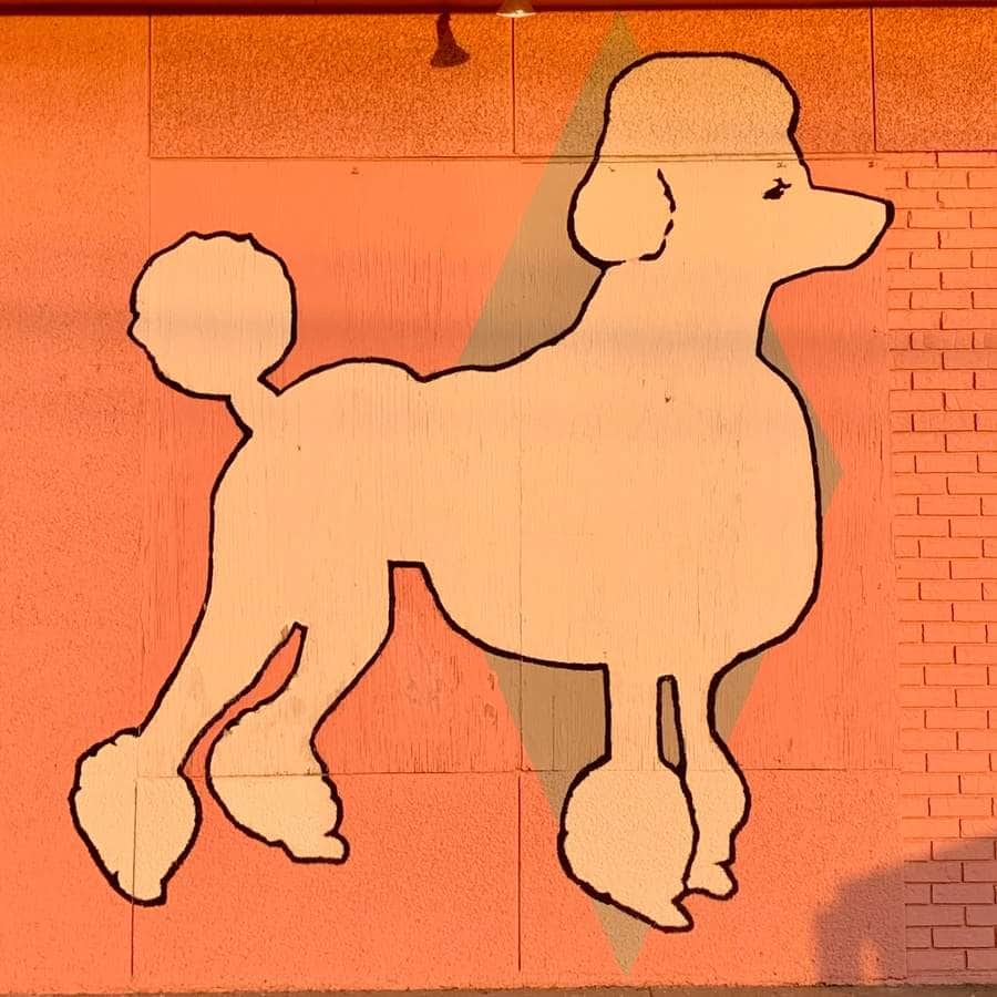 "The Poodle Dog" in Austin
