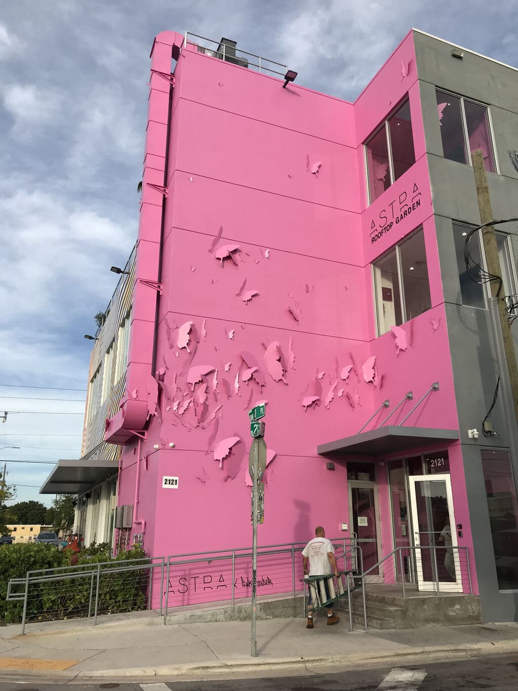 Flock of Birds in Flight