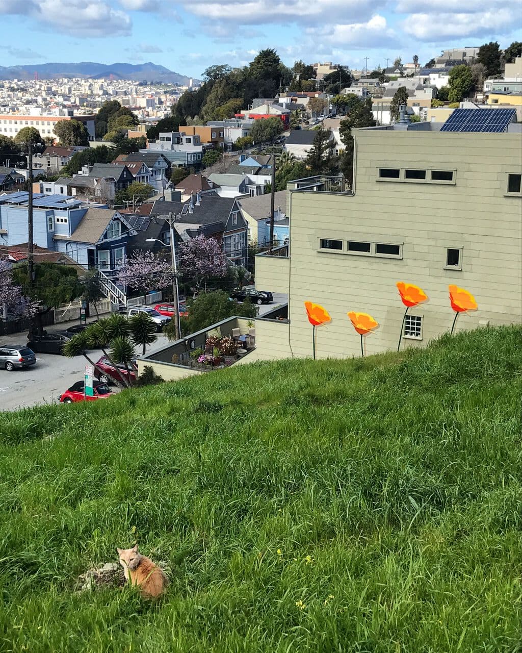 "Starr King Poppies" by Fnnch in Potrero Terrace, San Francisco