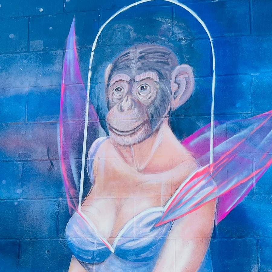 "Monkey See Monkey Do!" in Austin