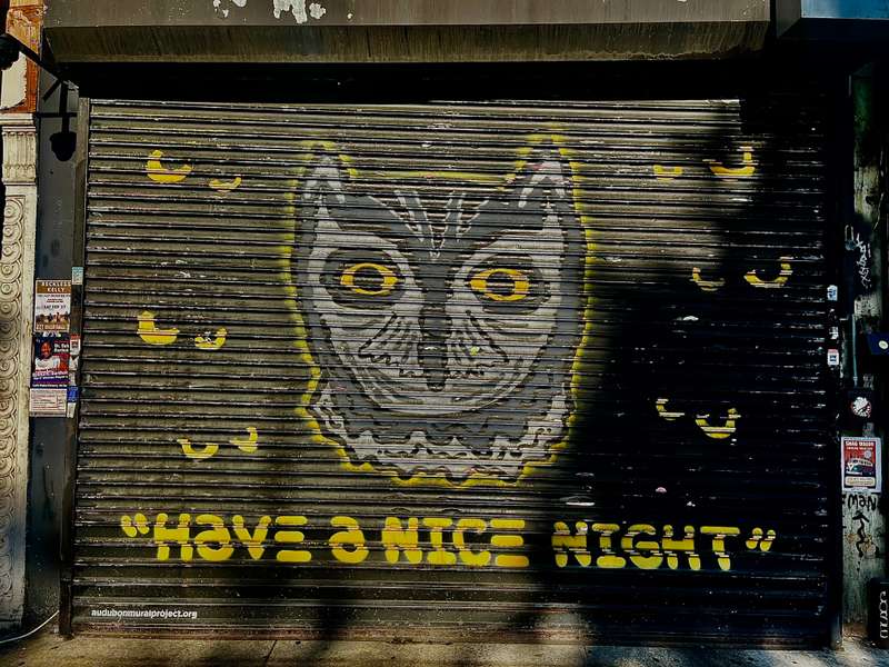 "Whiskered Screetch-Owl" by snoeman in Hamilton Heights, New York