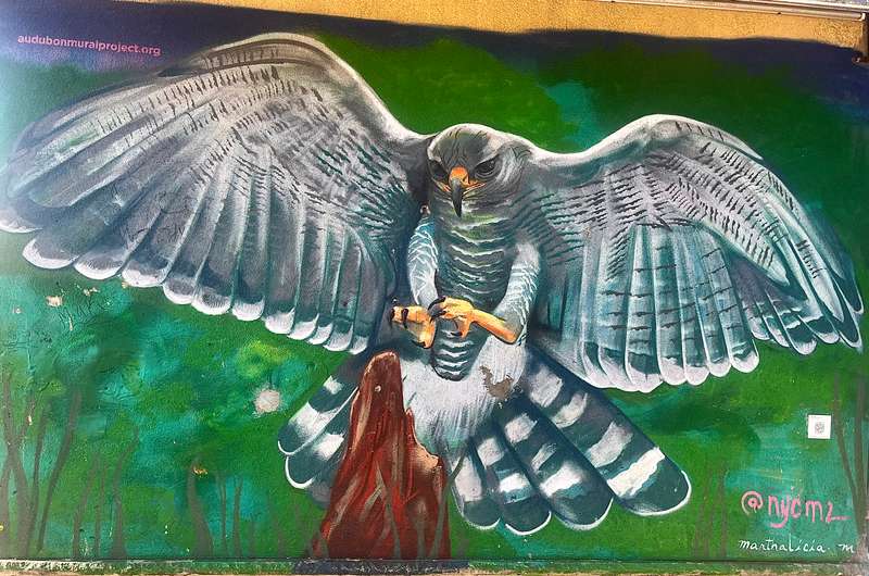 Raptor in Flight Mural